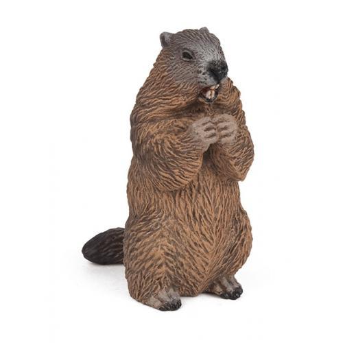 Marmota