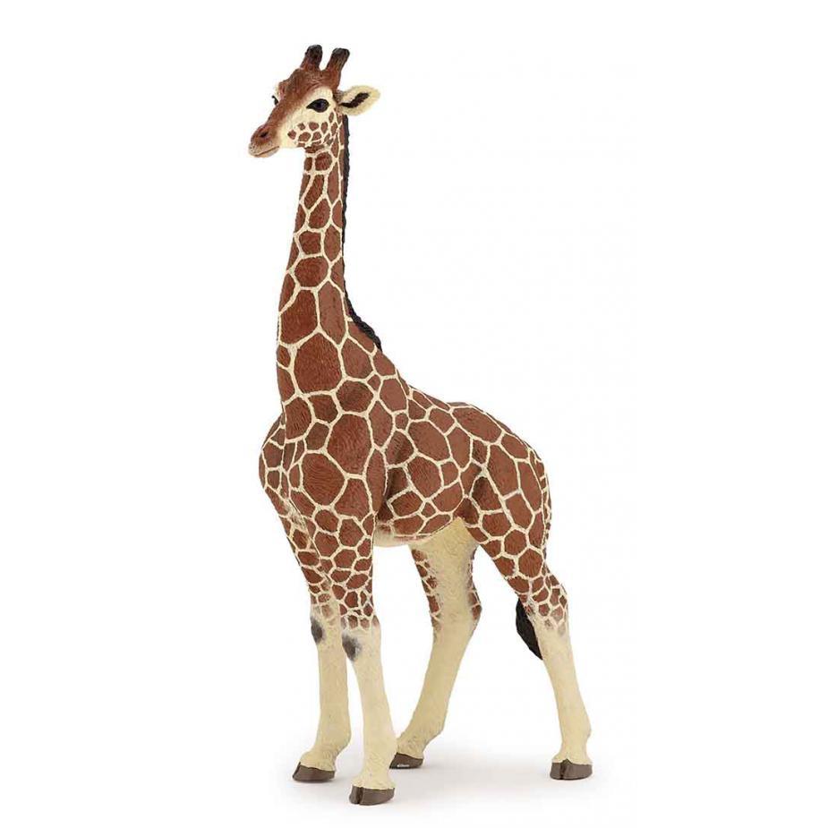 Girafa Macho