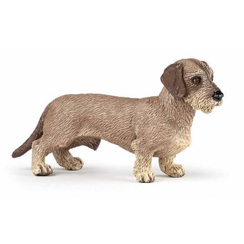 Dachshund