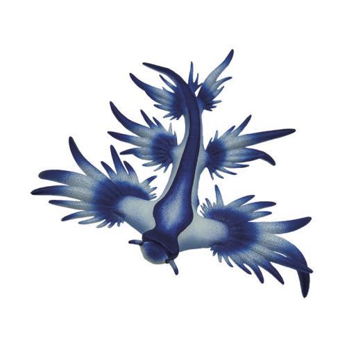 Lesma do mar azul