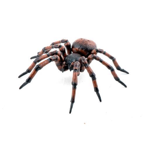 Aranha Comum