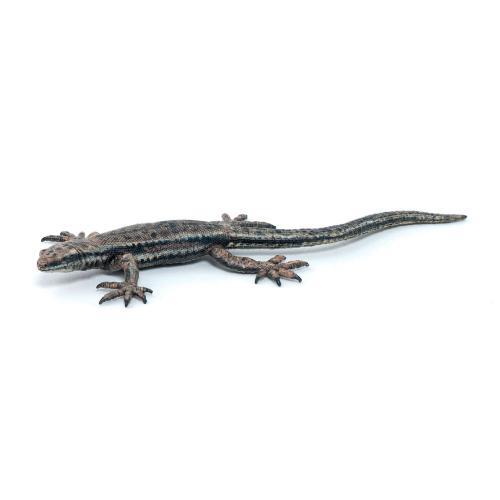 Lagarto Comum