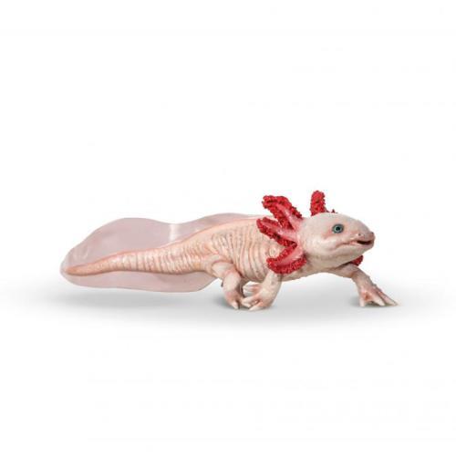 Axolote