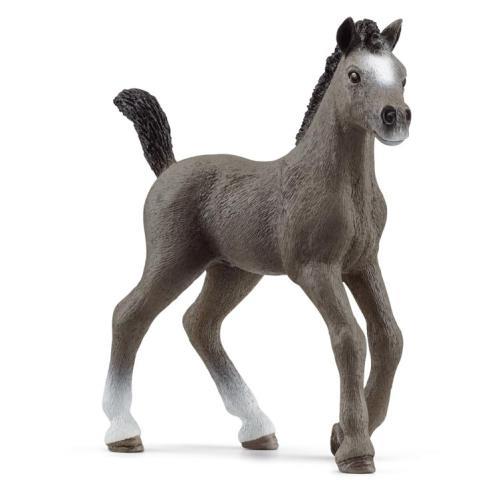Potro Cheval de Selle Français