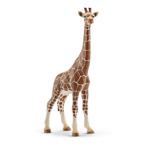 Girafa fêmea