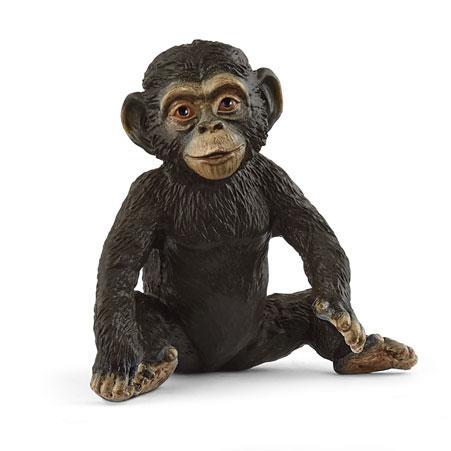 Cria de chimpanzé