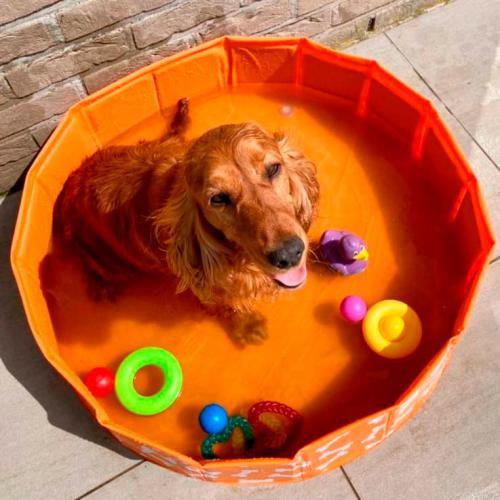 Piscina para Cão - Orange Bonebash - Image 2