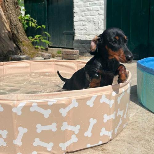 Piscina para Cão - Beige Bonebash - Image 2